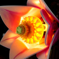LED Light Kit for Magnolia Branches #11510